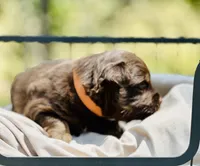 Rascal, a male Toy Australian Shepherd for sale in Bowdon, GA – 2 of 2