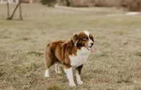 Faith, a female Toy Australian Shepherd for sale in Bowdon, GA – 6 of 7
