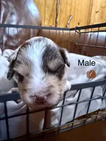 Blaze, a male Miniature Australian Shepherd for sale in Bowdon, GA – Photo 1 of 4
