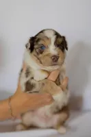 Blaze, a male Miniature Australian Shepherd for sale in Bowdon, GA – Photo 1 of 5