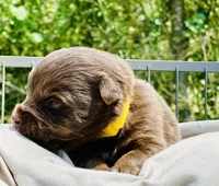 Rylie, a female Toy Australian Shepherd for sale in Bowdon, GA – 2 of 3