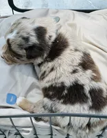 Romeo, a male Toy Australian Shepherd for sale in Bowdon, GA – 3 of 3