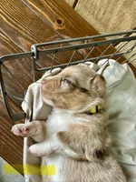 Rana, a female Miniature Australian Shepherd for sale in Bowdon, GA – Photo 2 of 4