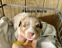 Rana, a female Miniature Australian Shepherd for sale in Bowdon, GA – Photo 1 of 4