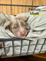 Rana, a female Miniature Australian Shepherd for sale in Bowdon, GA – Photo 3 of 4