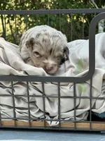 Remi, a female Toy Australian Shepherd for sale in Bowdon, GA – 1 of 2