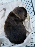 Ryder, a female Toy Australian Shepherd for sale in Bowdon, GA – 2 of 2