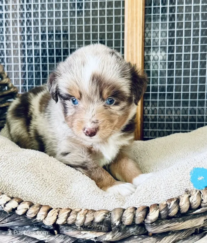 Romeo – Toy Australian Shepherd puppy for sale in Bowdon, GA