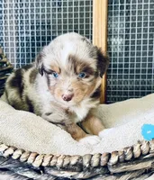 Romeo, a male Toy Australian Shepherd for sale in Bowdon, GA – 1 of 5