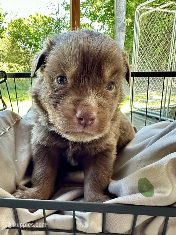 Wes – Miniature Australian Shepherd puppy for sale in Bowdon, GA