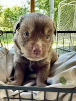 Wes, a male Miniature Australian Shepherd for sale in Bowdon, GA – 1 of 3