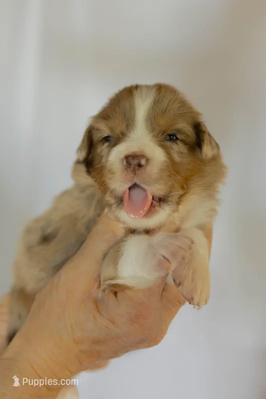 Sophie – Miniature Australian Shepherd puppy for sale in Bowdon, GA