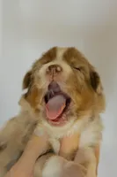 Sophie, a male Miniature Australian Shepherd for sale in Bowdon, GA – Photo 2 of 2