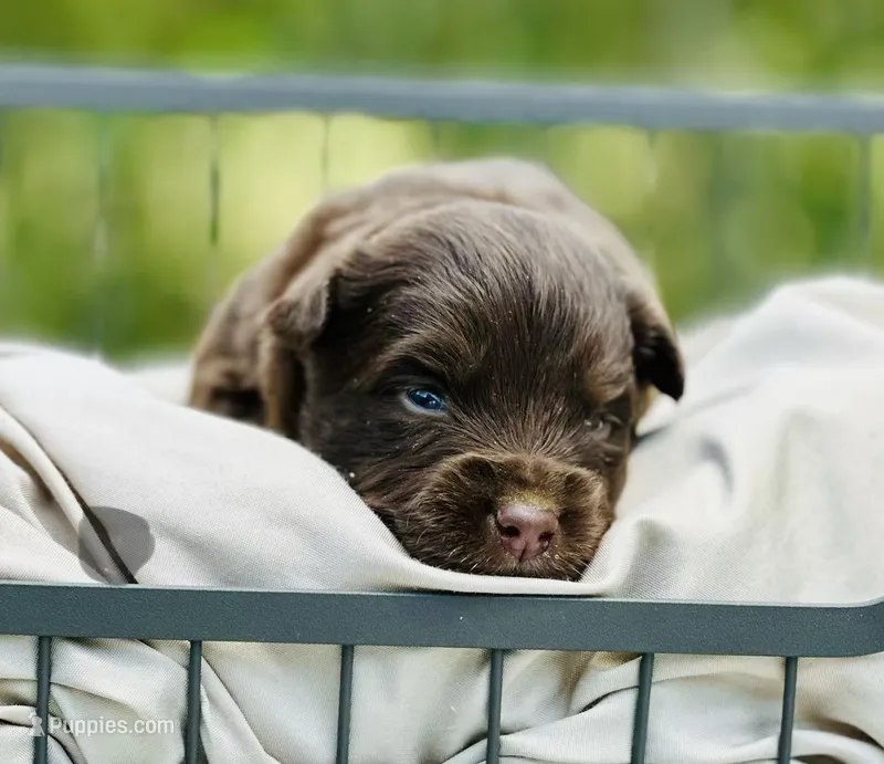 Ryder – Toy Australian Shepherd puppy for sale in Bowdon, GA