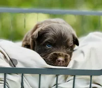 Ryder, a female Toy Australian Shepherd for sale in Bowdon, GA – 1 of 2