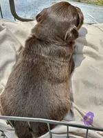 Raya, a female Toy Australian Shepherd for sale in Bowdon, GA – 2 of 2