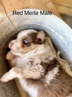Cowboy, a male Miniature Australian Shepherd for sale in Bowdon, GA – 2 of 3