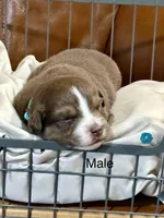 Brutus, a male Miniature Australian Shepherd for sale in Bowdon, GA – Photo 1 of 2