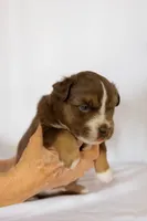 Brutus, a male Miniature Australian Shepherd for sale in Bowdon, GA – Photo 2 of 4