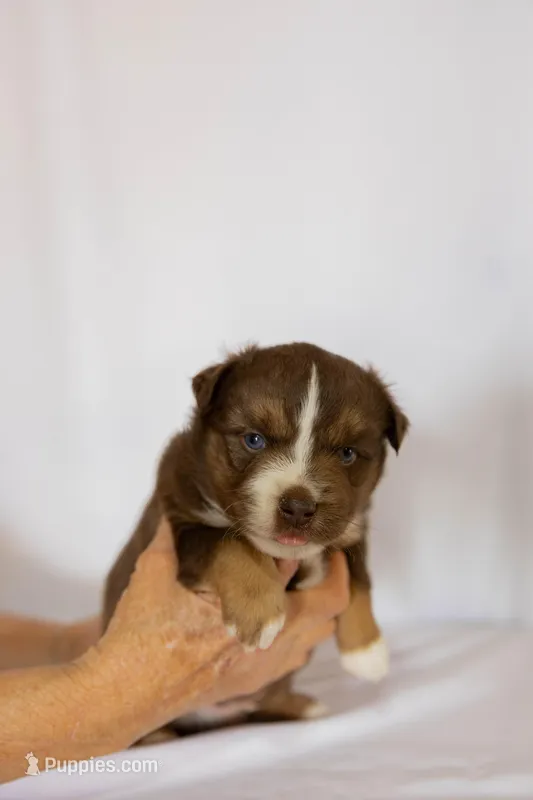 Brutus – Miniature Australian Shepherd puppy for sale in Bowdon, GA