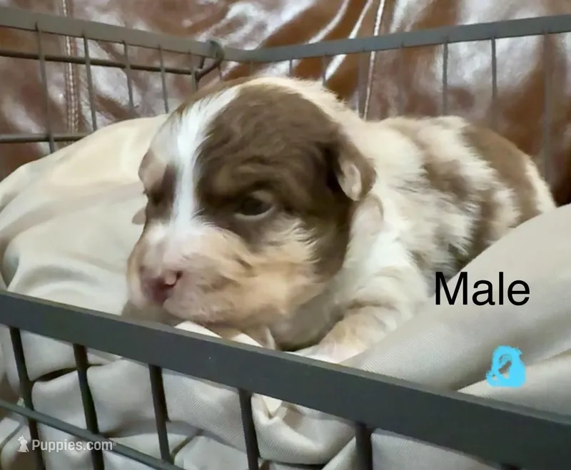 Bandit – Miniature Australian Shepherd puppy for sale in Bowdon, GA