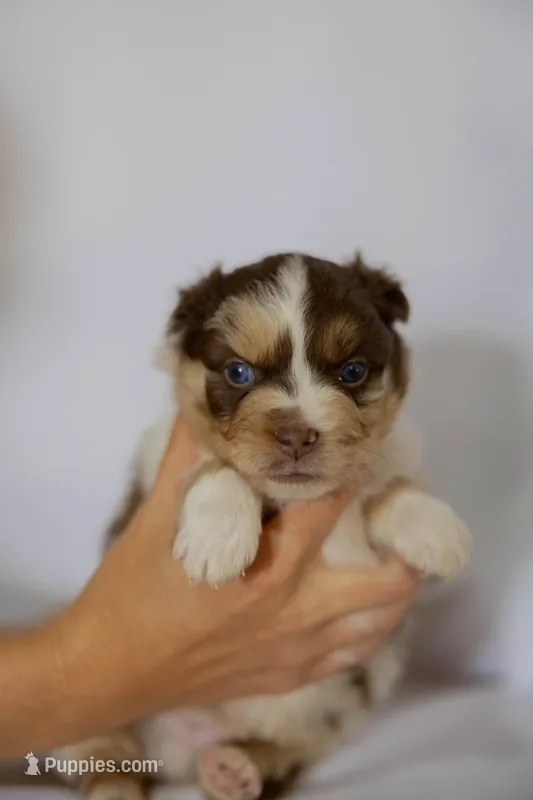 Bandit – Miniature Australian Shepherd puppy for sale in Bowdon, GA