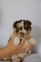 Bandit, a male Miniature Australian Shepherd for sale in Bowdon, GA – Photo 1 of 3