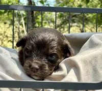 Raven, a female Toy Australian Shepherd for sale in Bowdon, GA – 1 of 2