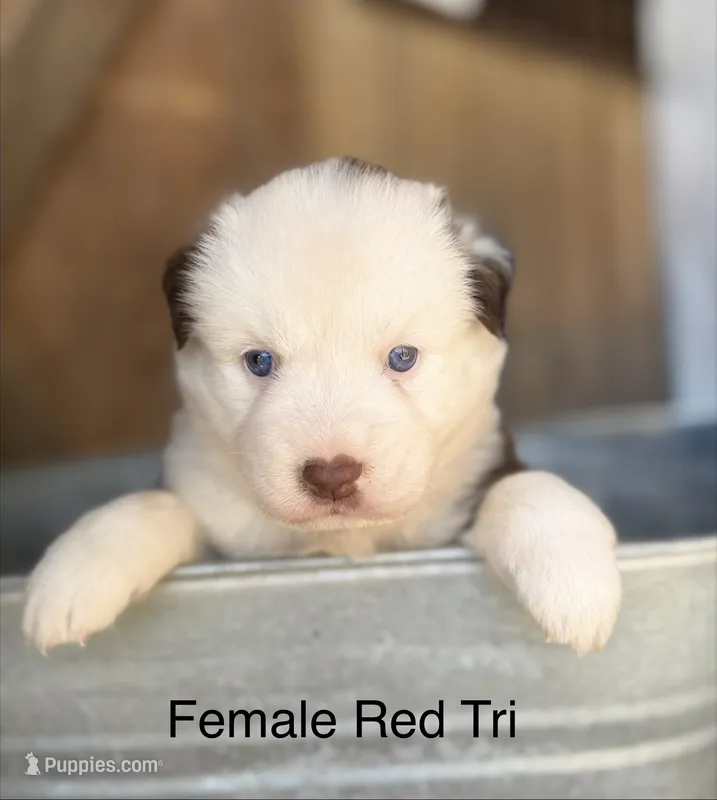 Callie – Miniature Australian Shepherd puppy for sale in Bowdon, GA