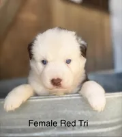 Callie, a female Miniature Australian Shepherd for sale in Bowdon, GA – 1 of 2