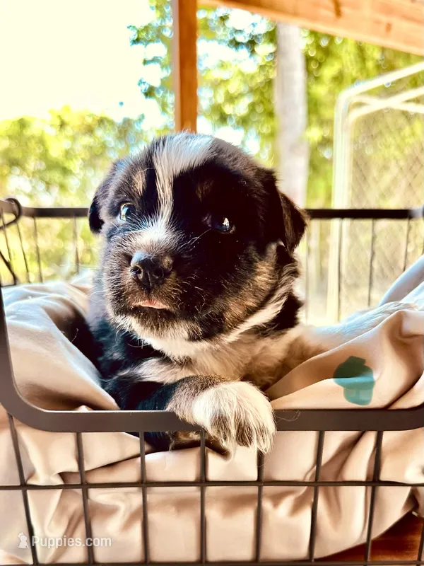 Wren – Miniature Australian Shepherd puppy for sale in Bowdon, GA