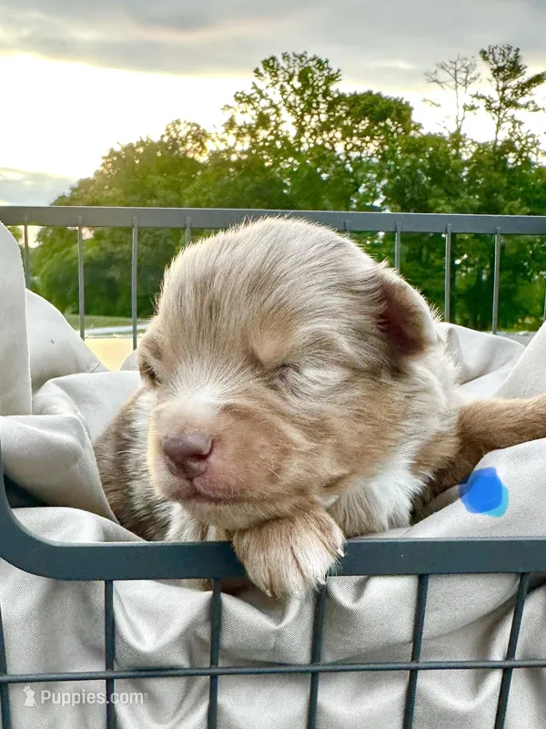 Wrinkles – Miniature Australian Shepherd puppy on hold in Bowdon, GA