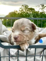 Wrinkles, a male Miniature Australian Shepherd for sale in Bowdon, GA – 1 of 3
