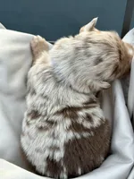Wrinkles, a male Miniature Australian Shepherd for sale in Bowdon, GA – 3 of 3