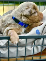 Wrinkles, a male Miniature Australian Shepherd for sale in Bowdon, GA – 2 of 3
