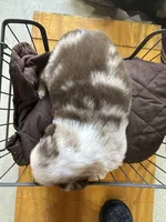 Cowboy, a male Miniature Australian Shepherd for sale in Bowdon, GA – 3 of 3