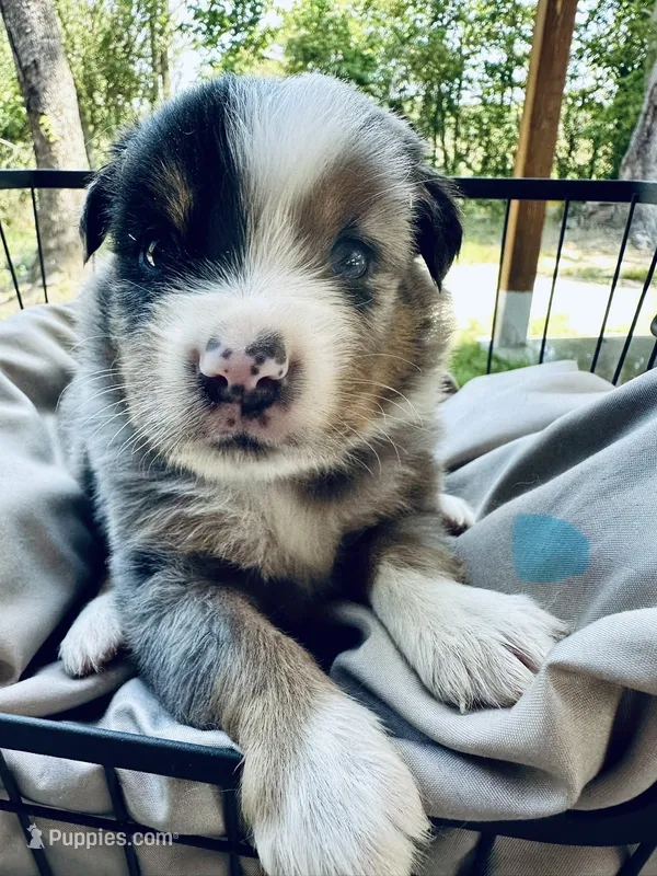 Whiskey – Miniature Australian Shepherd puppy for sale in Bowdon, GA