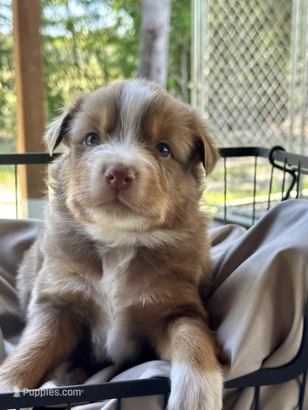 Wrangler  – Miniature Australian Shepherd puppy for sale in Bowdon, GA