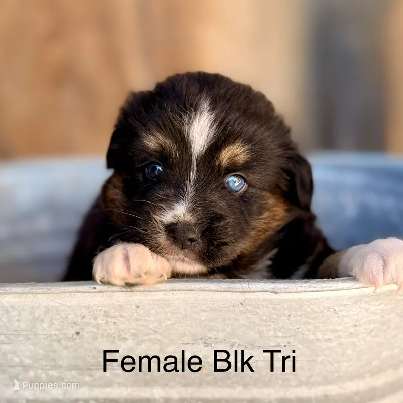 Cami – Miniature Australian Shepherd puppy for sale in Bowdon, GA
