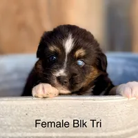Cami, a female Miniature Australian Shepherd for sale in Bowdon, GA – 1 of 3