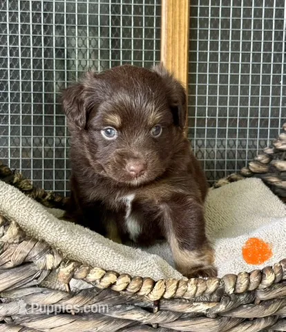 Rascal – Toy Australian Shepherd puppy for sale in Bowdon, GA