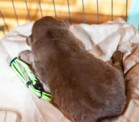 Prince, a male Miniature Australian Shepherd for sale in Bowdon, GA – Photo 2 of 3