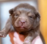 Prince, a male Miniature Australian Shepherd for sale in Bowdon, GA – Photo 1 of 3