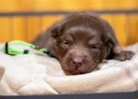 Prince, a male Miniature Australian Shepherd for sale in Bowdon, GA – Photo 3 of 3