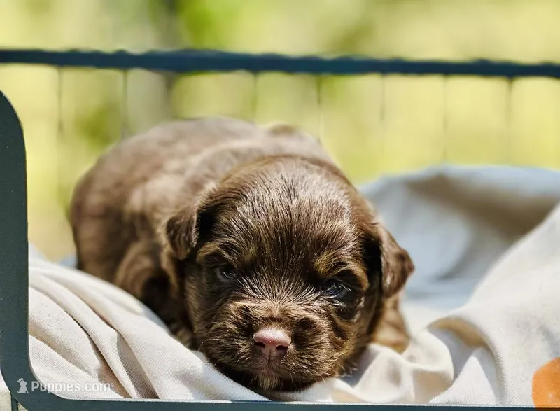 Rascal – Toy Australian Shepherd puppy for sale in Bowdon, GA