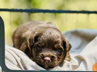 Rascal, a male Toy Australian Shepherd for sale in Bowdon, GA – 1 of 2