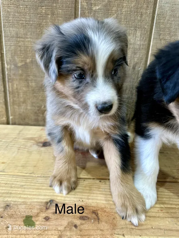 Shadow – Miniature Australian Shepherd puppy for sale in Bowdon, GA