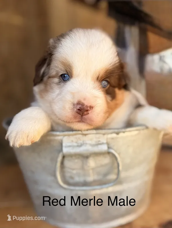 Cowboy – Miniature Australian Shepherd puppy for sale in Bowdon, GA