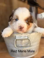 Cowboy, a male Miniature Australian Shepherd for sale in Bowdon, GA – 1 of 3
