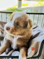 Wrangler , a male Miniature Australian Shepherd for sale in Bowdon, GA – 2 of 5